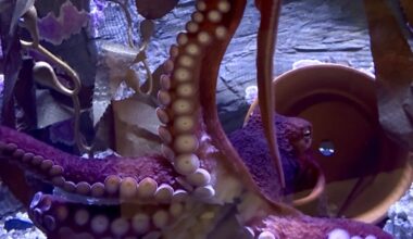 Shell museum’s new exhibits & giant octopus