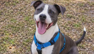 ACPS asks community for info after dog found shot, tied to tree near San Marco