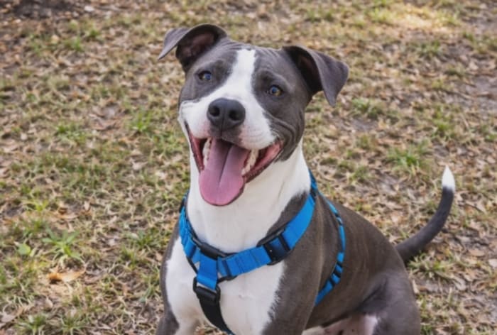 ACPS asks community for info after dog found shot, tied to tree near San Marco