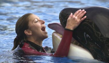 SeaWorld announces death of 50-year-old killer whale Katina – Orlando Sentinel