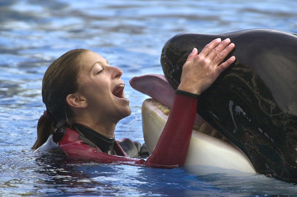 SeaWorld announces death of 50-year-old killer whale Katina – Orlando Sentinel