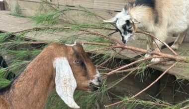 Wildlife ready to recycle your Christmas tree at the North Florida Wildlife Center