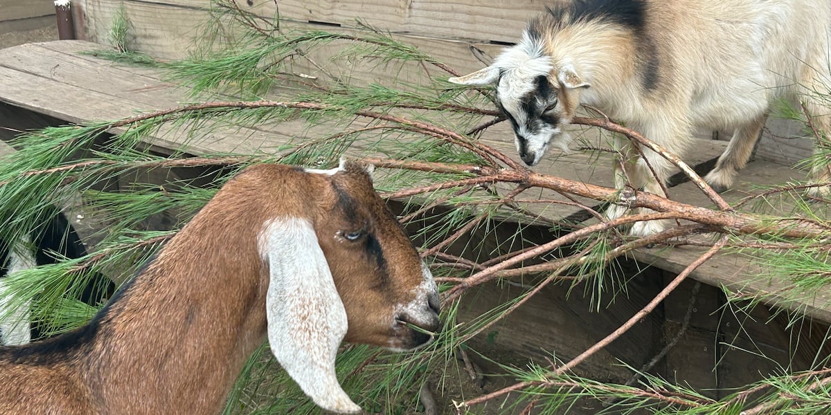 Wildlife ready to recycle your Christmas tree at the North Florida Wildlife Center