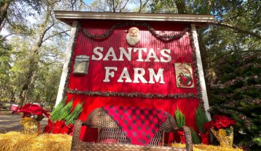 Florida family farm cut-your-own Christmas trees