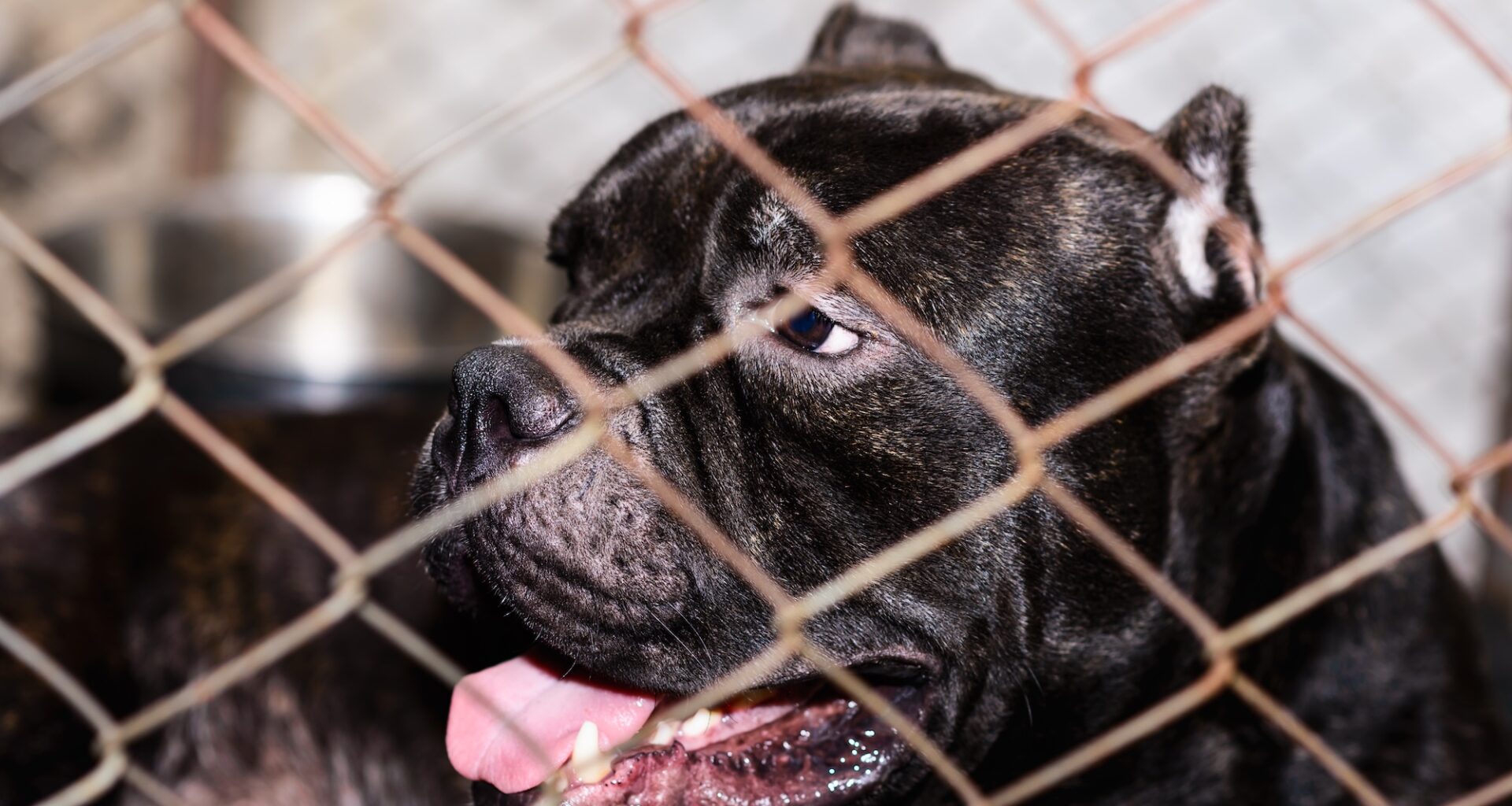 close-up photo of a black pit bull in a chainlink cage