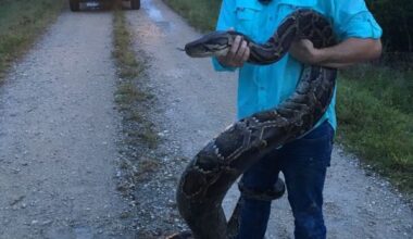 CROW Speakers Series to host Jan. 9 presentation on Burmese pythons