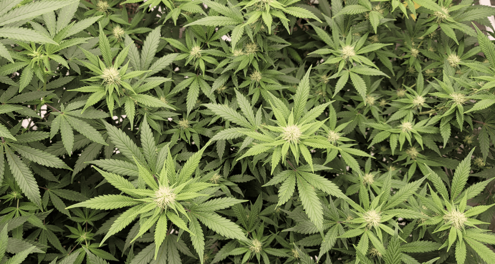 Florida Marijuana Campaign Sues State Over Invalidation Of 71,000 Signatures With Turn-In Deadline Weeks Away