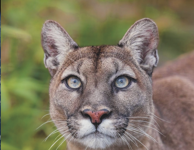 Florida panthers now only have five per cent left of their traditional range