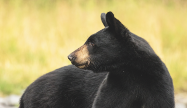 The Florida Wildlife Corridor is giving species such as the black bear room to roam
