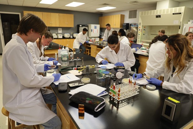 Undergraduate students at Nova Southeastern University in Davie work in a microbiology lab classroom on the Tiny Earth project under the guidance of Dr. Aarti Raja. (Madison Kasper/Courtesy)