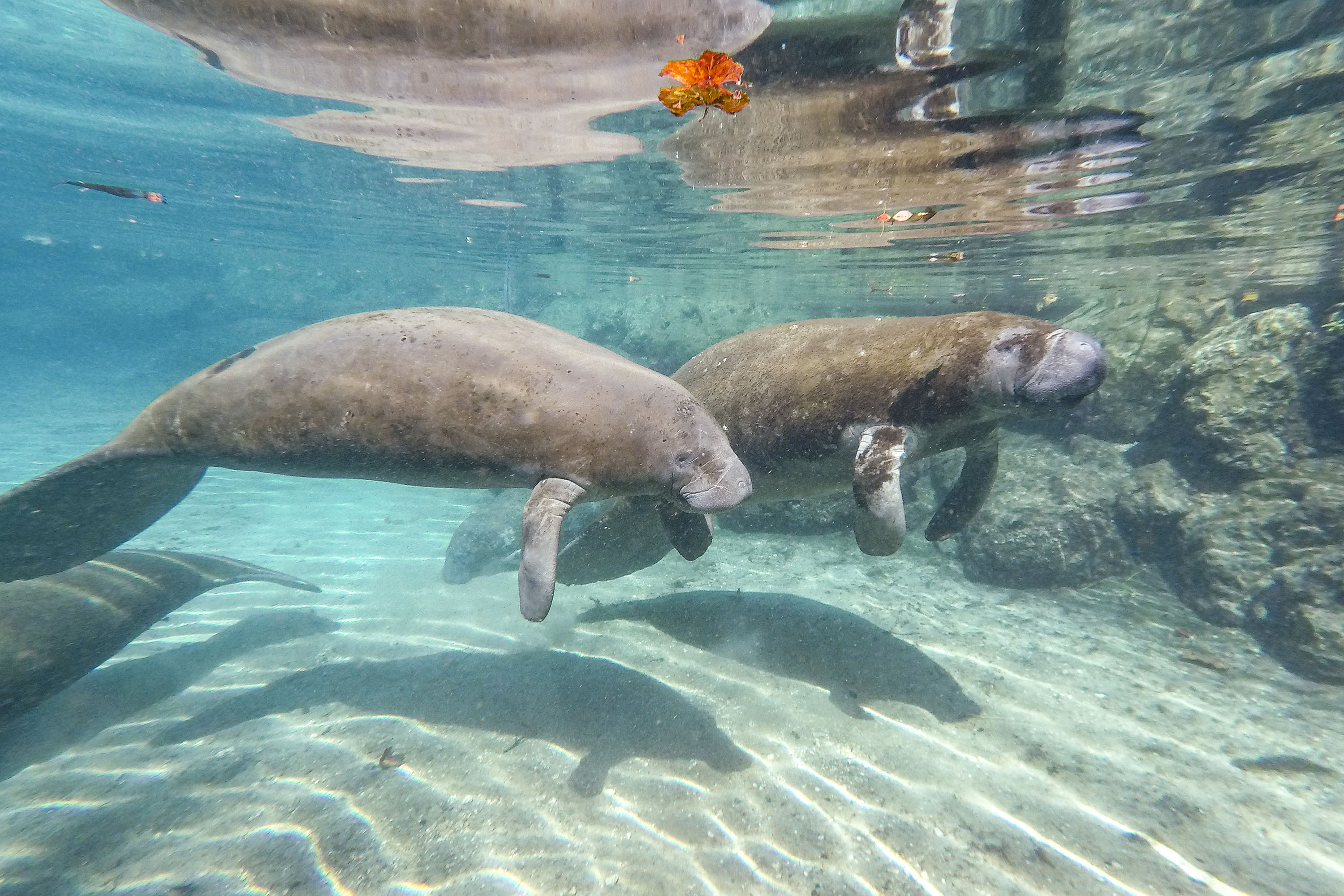 A pair of Florida manatees float in Three Sisters Springs...