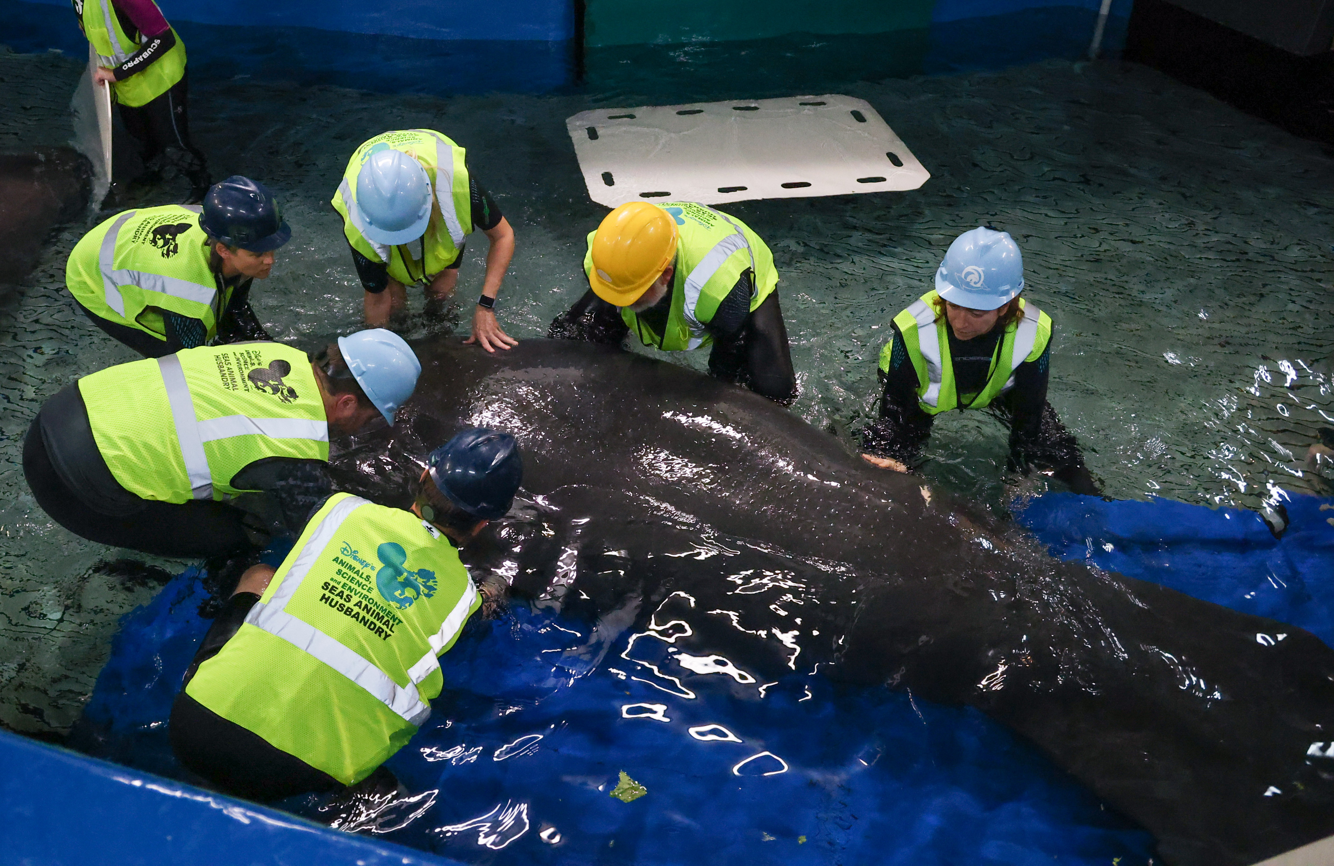 The Disney animal care team guides West Indian manatee Lil...