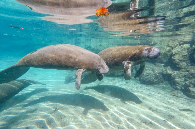 A pair of Florida manatees float in Three Sisters Springs during a tour with Crystal River Watersports in Crystal River on Nov. 19. (Patrick Connolly/Orlando Sentinel)