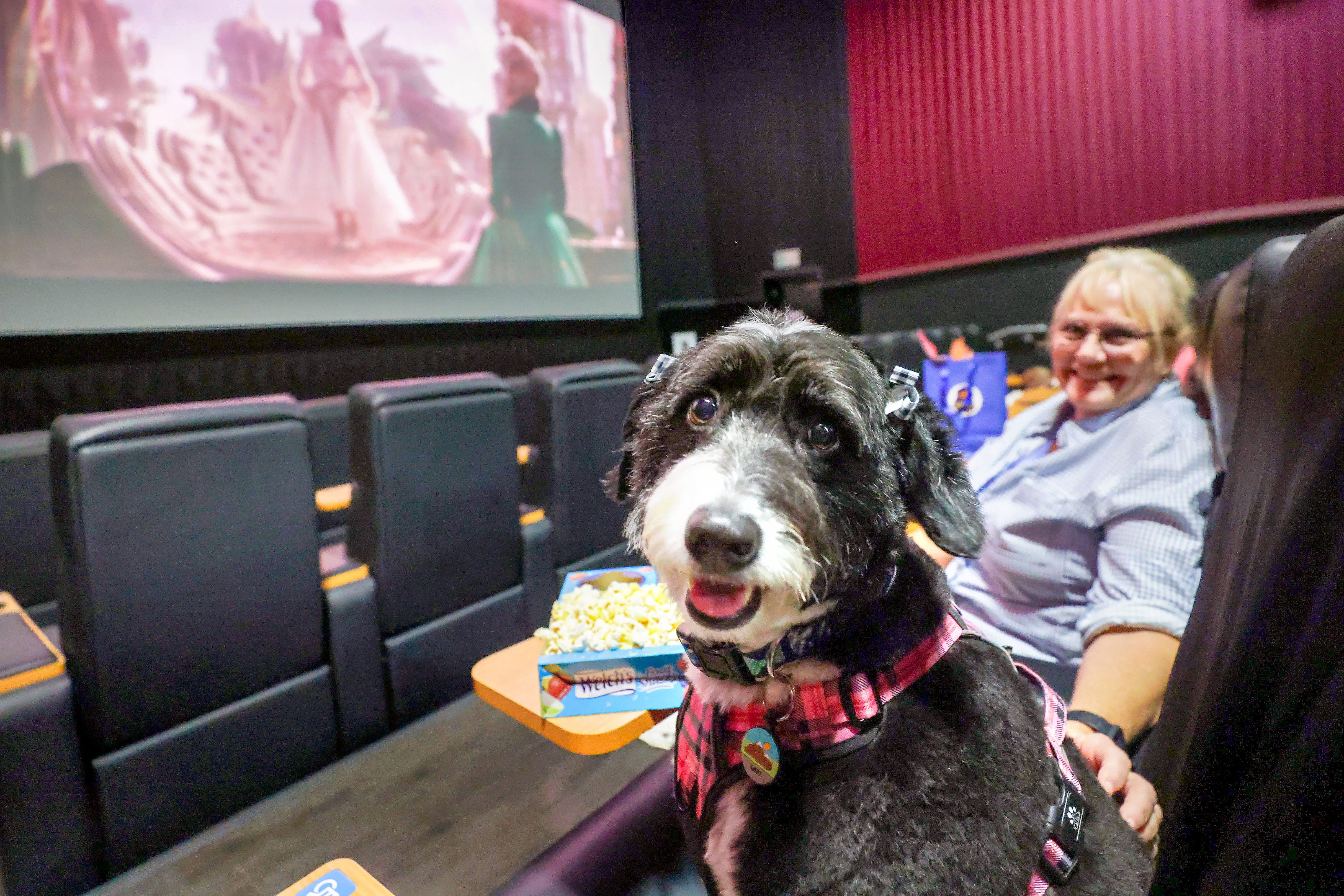 Lexi, a 4-year-old miniature bernedoodle, with her owner Vicki Lock,...