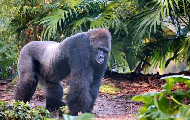 Gino enjoys some solitude after a rambunctious start to his day with the younger gorillas, Dec. 29, 2021, at the Gorilla Falls Exploration Trail in Disney's Animal Kingdom. Disney announced Wednesday that Gino has died. At 44, he was the oldest gorilla at the Walt Disney World park and had resided at Animal Kingdom since its opening in 1998. (Joe Burbank/Orlando Sentinel)