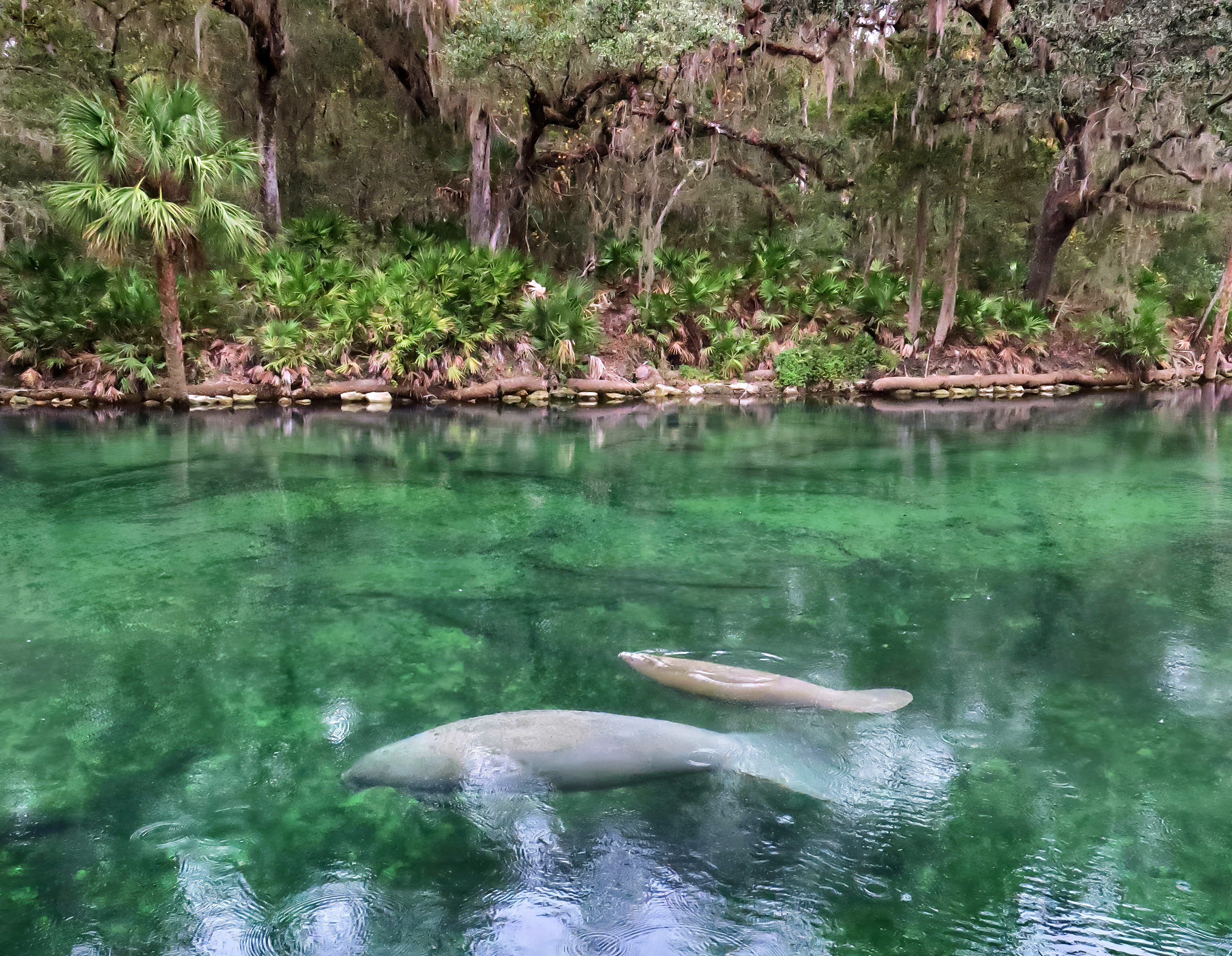 A baby manatee does a belly roll as it drifts...