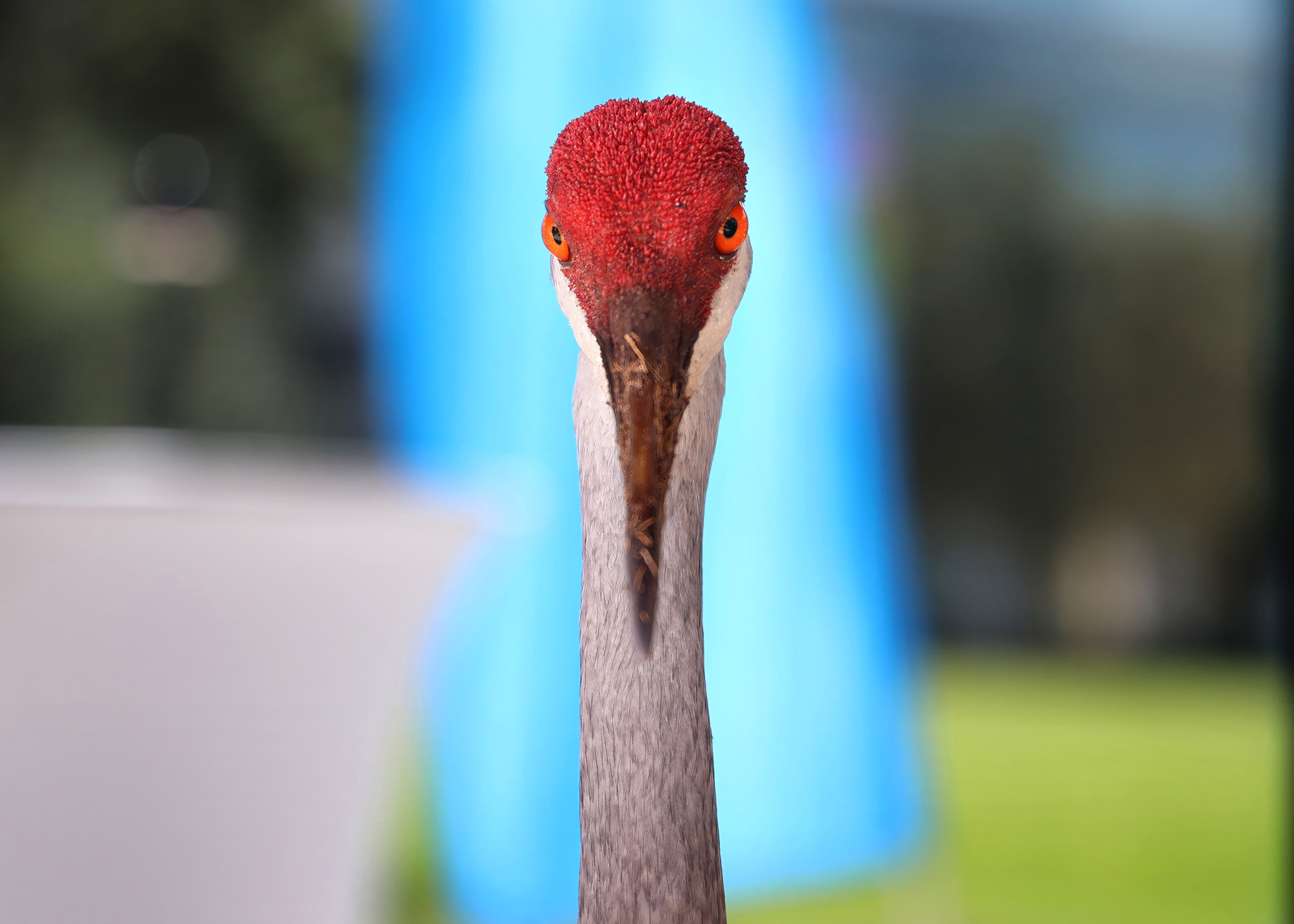 A Florida Sandhill Crane gazes at visitors on the Lake...
