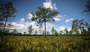 Controversial $2.5 billion toll road in Poinciana moves forward – Orlando Sentinel