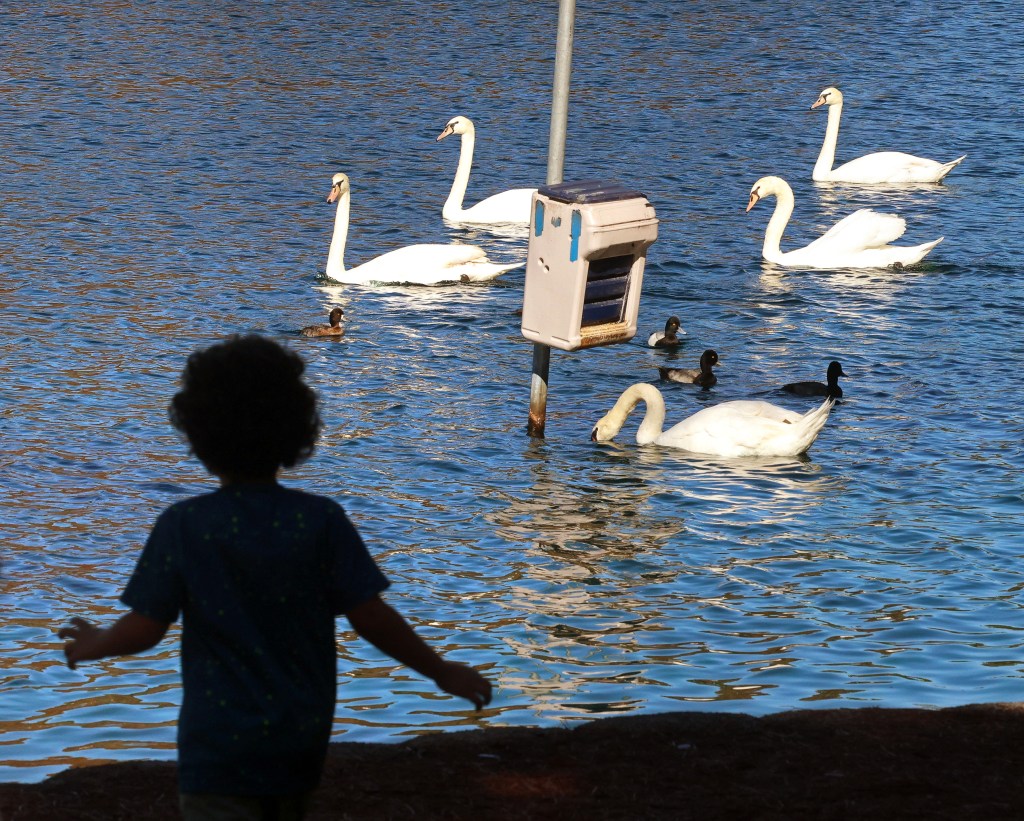 Fewer swans dead at Lake Eola than first thought, as Orlando awaits necropsies – Orlando Sentinel