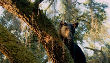 Just 52 bears killed in Florida hunt, state reports