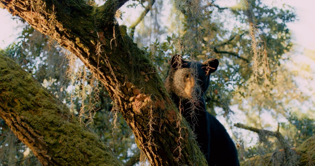 Just 52 bears killed in Florida hunt, state reports