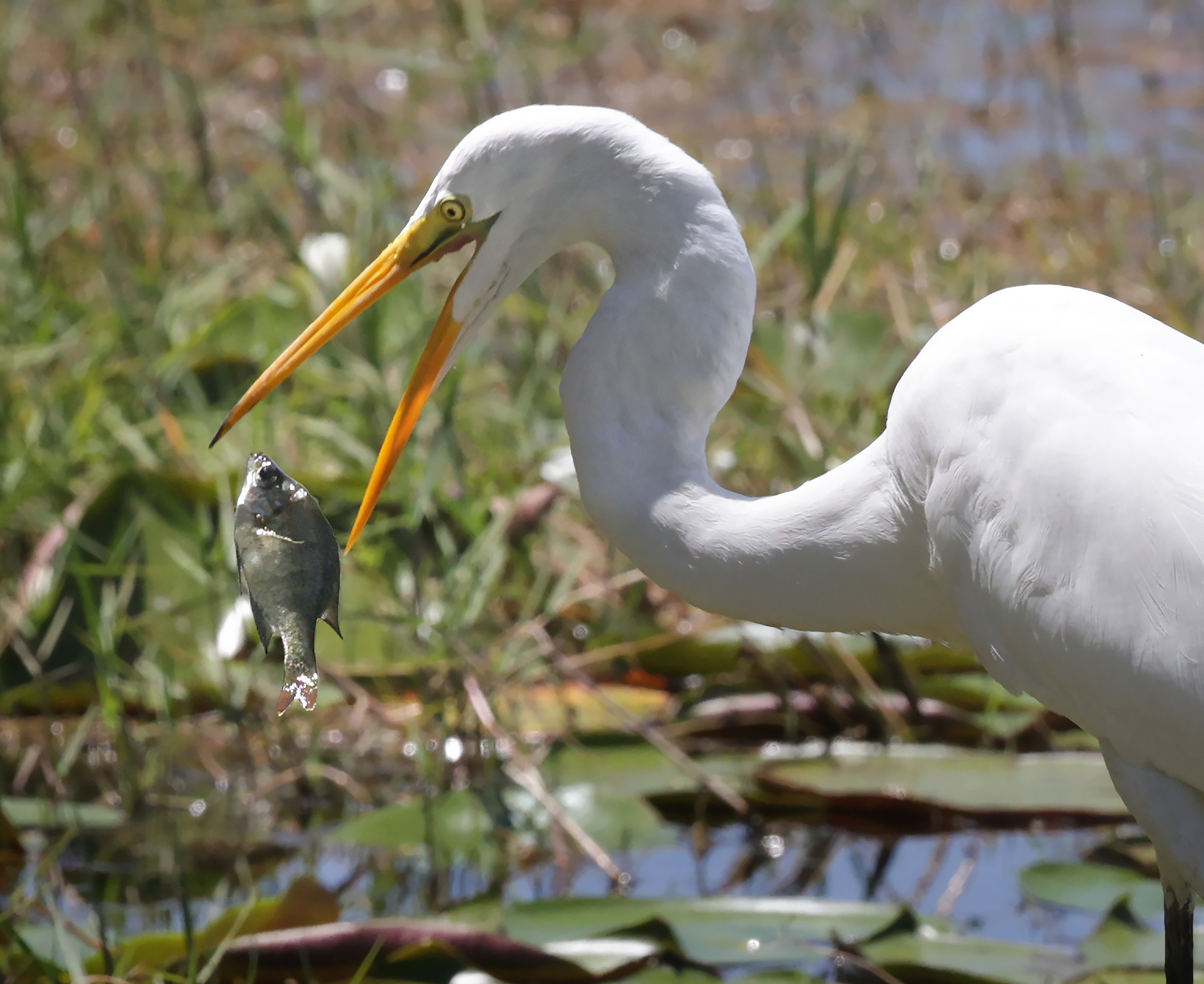 A great egret makes a snack out of a bluegill...