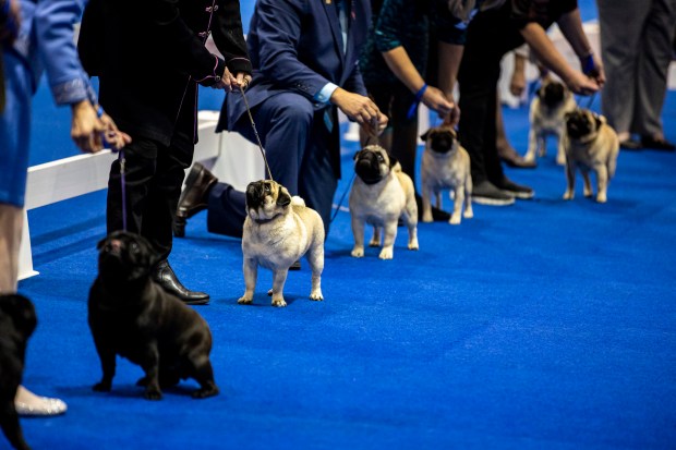 Pugs are lined up in the ring during the AKC National Championship at the Orange County Convention Center in Orlando on Friday, Dec. 17, 2021. (Patrick Connolly/Orlando Sentinel)