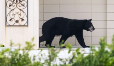 Florida’s black bear hunt to kick off Saturday despite numerous efforts to stop it