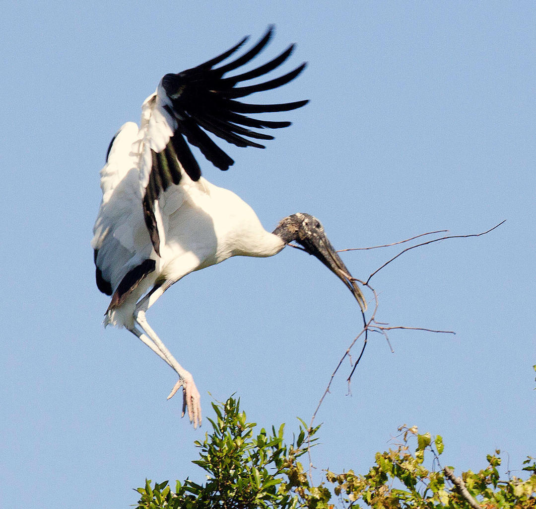 Wood storks flourishing at Joe Coviello Park