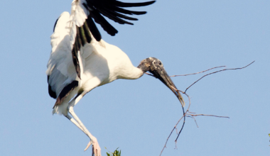 Wood storks flourishing at Joe Coviello Park