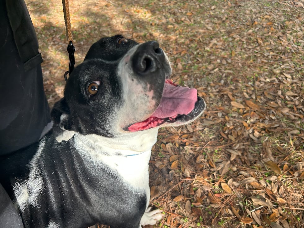 Sweet, sweet Jelly is simply irresistible!