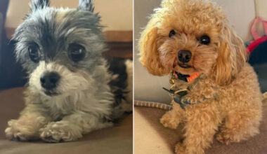 Tom Brady and Orlando Bloom Compare Teeny-Tiny 'Guard Dogs' Weeks After Athlete Revealed He Cloned His Late Pet