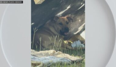 Dogs abandoned with furniture rescued in Miami's Redland