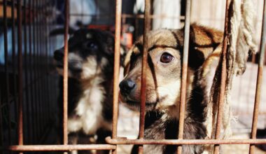 Florida’s first animal abuser database to launch