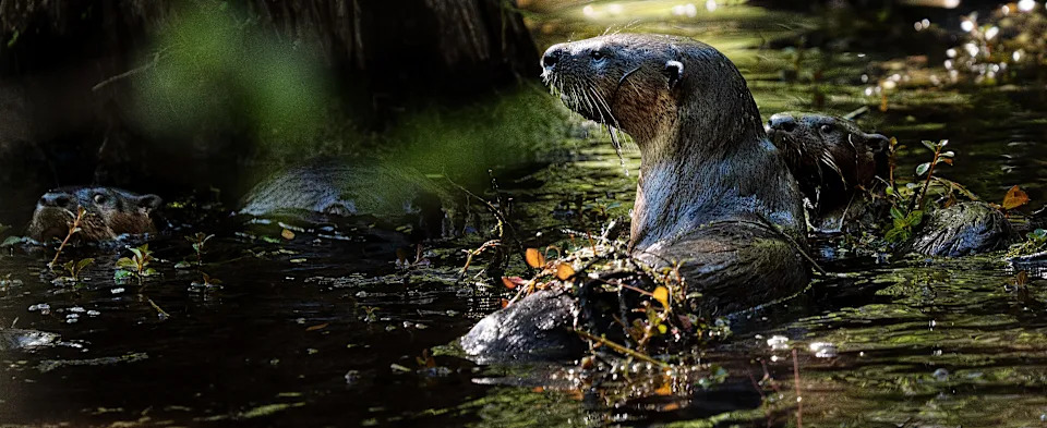 A mother otter and her pups feed and frolick in the waters at Six Mile Cypress Slough in Fort Myers on Wednesday, March 19, 2025.