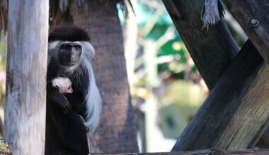 ZooTampa Welcomes First Angolan Colobus Monkey Birth in Seven Years