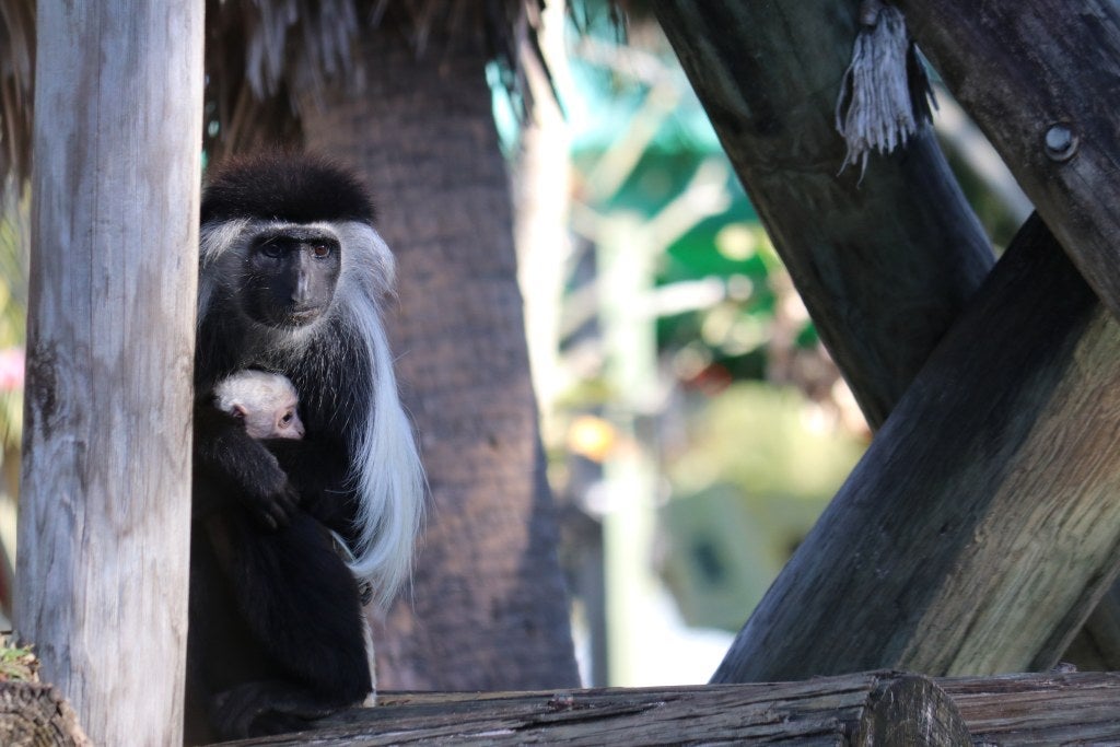ZooTampa Welcomes First Angolan Colobus Monkey Birth in Seven Years