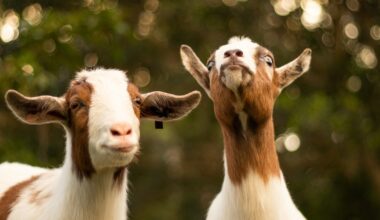 Meet S’mores, FSU’s Sweetest Campus Celebrity