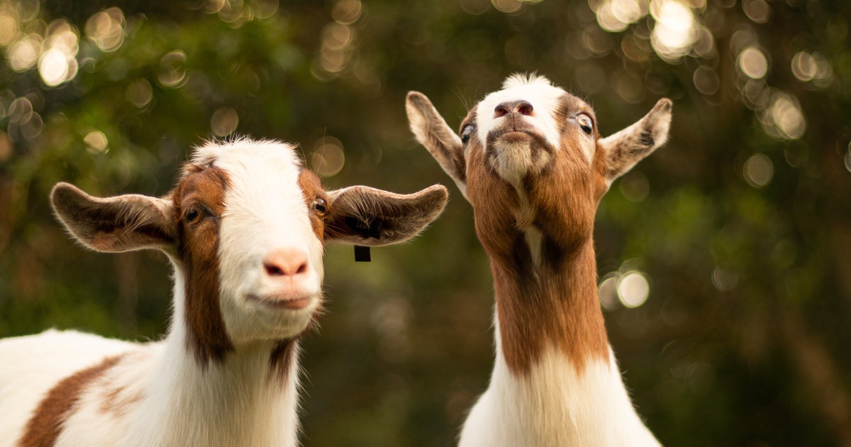 Meet S’mores, FSU’s Sweetest Campus Celebrity