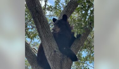 Florida bear hunt: 52 black bears killed, FWC says
