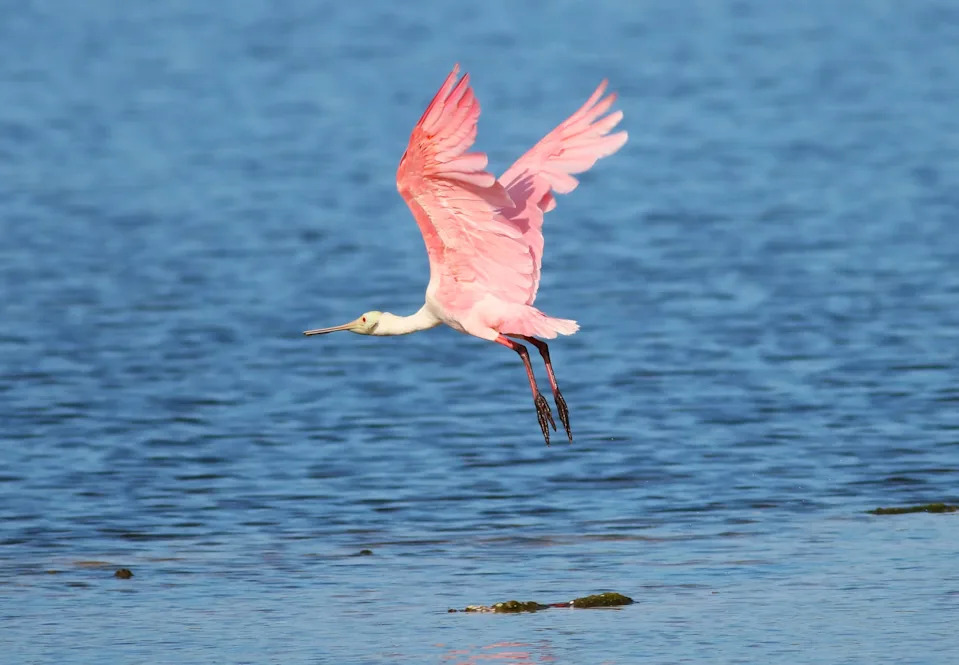 A roseate spoonbill glides through the sky at Ding Darling Wildlife Refuge. Taken with a Canon Rebel T6i at f/5.6, ISO=250 and 1/1600 sec.