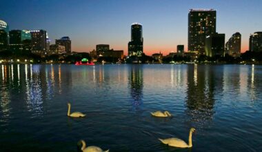 Officials suspect bird flu after 12 swans die at Orlando's Lake Eola :: WRAL.com