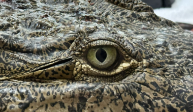 "Britney Spears," the crocodile found with a spear lodged in her head, dies after surgery: Zoo Miami