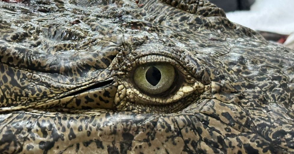 "Britney Spears," the crocodile found with a spear lodged in her head, dies after surgery: Zoo Miami