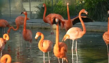 Why flamingos are returning to Florida