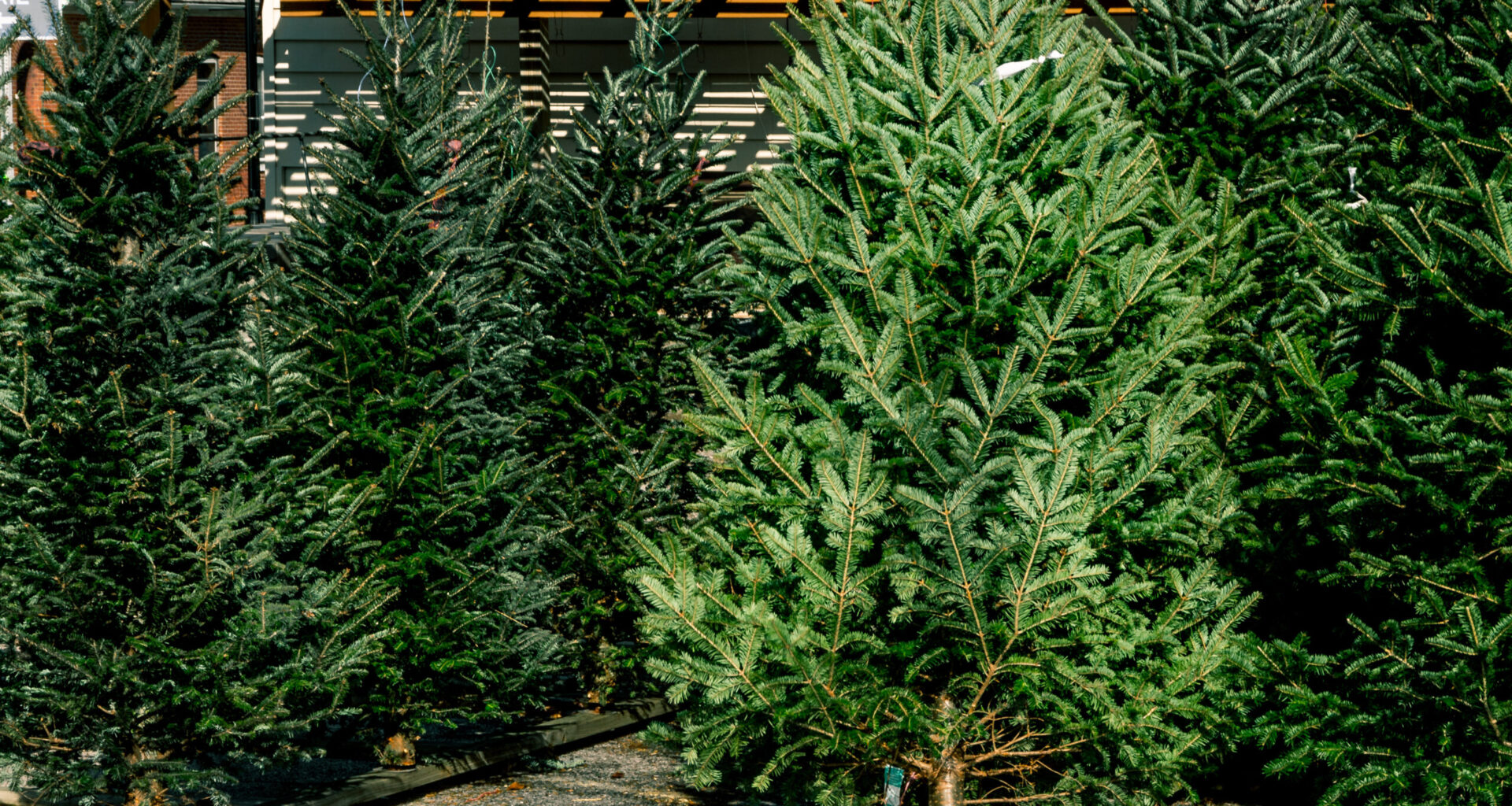 St. Pete and Tampa to offer live Christmas tree pickup