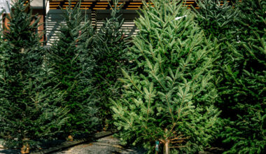 St. Pete and Tampa to offer live Christmas tree pickup