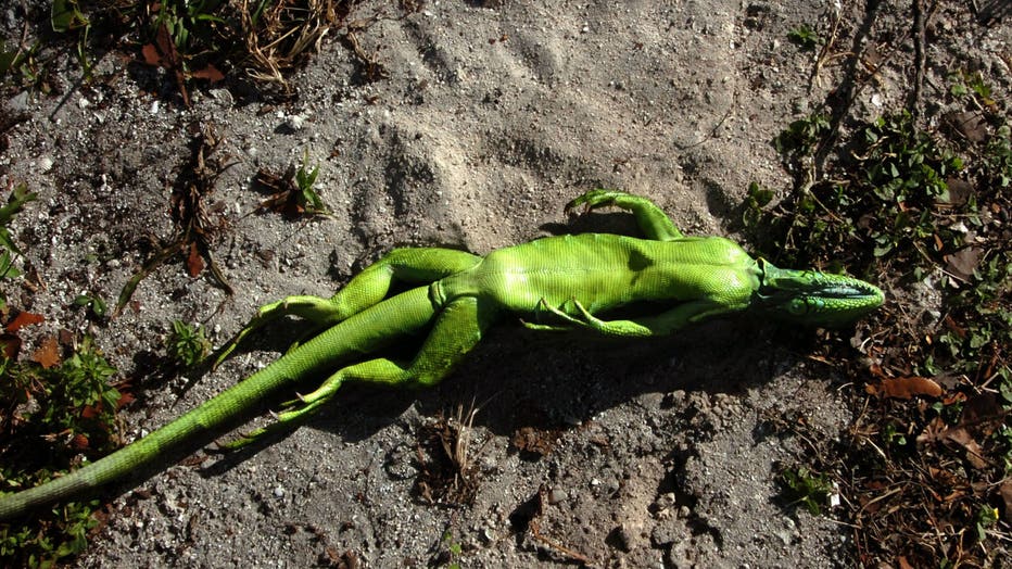 An Iguana lies belly up under a buttonwood tree in Bill Baggs Cape Florida State Park in Key Biscayne, Florida, on January 3, 2008. Temperatures hit the high 20s and low 30s this week in Florida during an unusual cold snap. While many of the iguanas will wake up, they could face death if low temperatures persist. (Photo by Tim Chapman/Miami Herald/Tribune News Service via Getty Images)