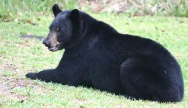 (Florida Fish and Wildlife Conservation Commission)