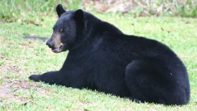 (Florida Fish and Wildlife Conservation Commission)